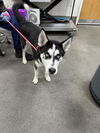 adoptable Dog in  named *VENUS