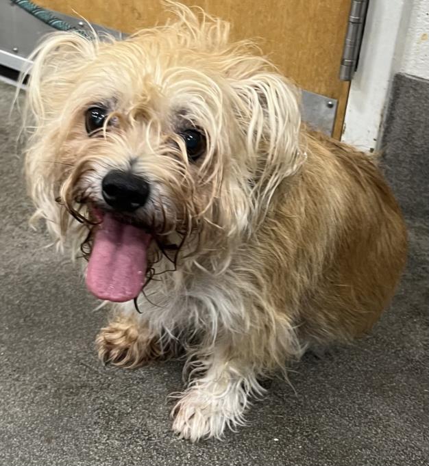adoptable Dog in District Heights, MD named HUGO