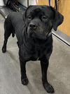 adoptable Dog in  named BEANZ