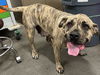 adoptable Dog in  named PRECIOUS