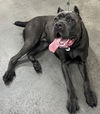 adoptable Dog in  named *UPROAR