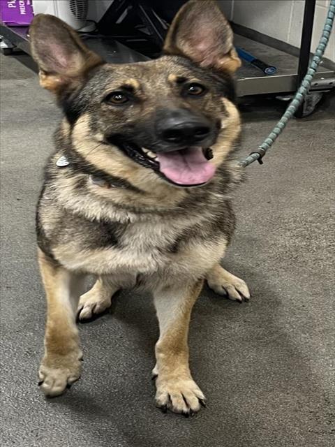 adoptable Dog in District Heights, MD named *MAZIE