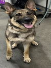 adoptable Dog in  named *MAZIE