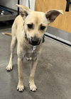 adoptable Dog in  named *LATIF