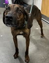 adoptable Dog in  named BOBO