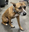 adoptable Dog in  named HUNIE