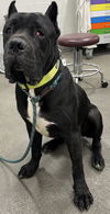 adoptable Dog in  named REX