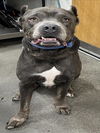 adoptable Dog in  named DIESEL