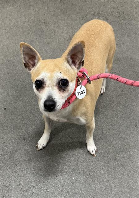 adoptable Dog in District Heights, MD named JULIE