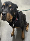 adoptable Dog in  named *HALLE BERRY
