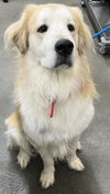 adoptable Dog in  named *DOGGO