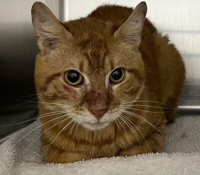 adoptable Cat in District Heights, MD named *DWYANE JOHNSON