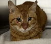 adoptable Cat in  named *DWYANE JOHNSON