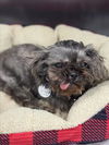 adoptable Dog in  named *CHEERIO