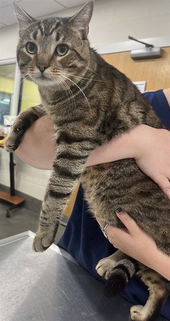 picture of the cat needing adoption