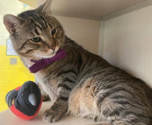 *OSCAR, Senior Domestic Short Hair (short coat), cat for adoption in Manassas, Virginia