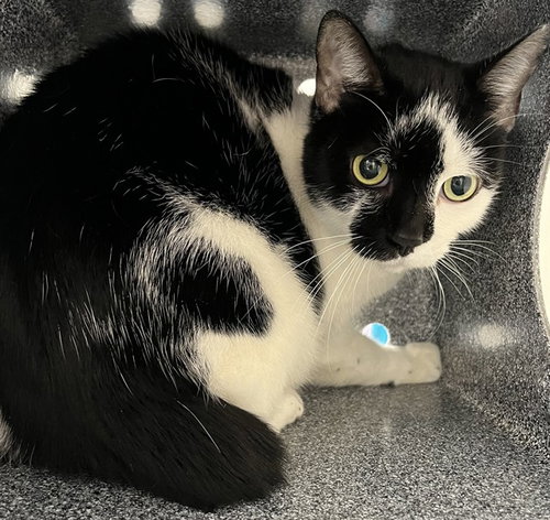 picture of the cat needing adoption