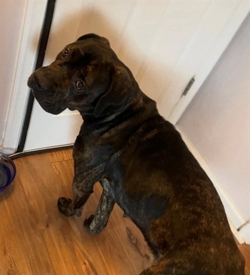 picture of the dog needing adoption