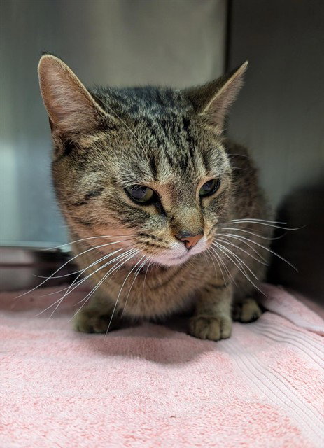 picture of the cat needing adoption