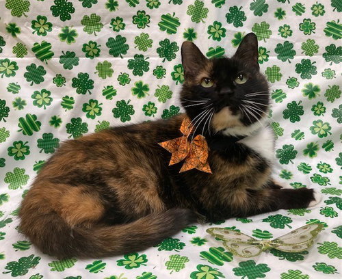 *MADELINE, an adoptable Domestic Short Hair in Forestville, MD
