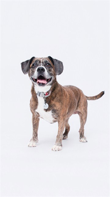 SUGA, an adoptable Boxer in Forestville, MD