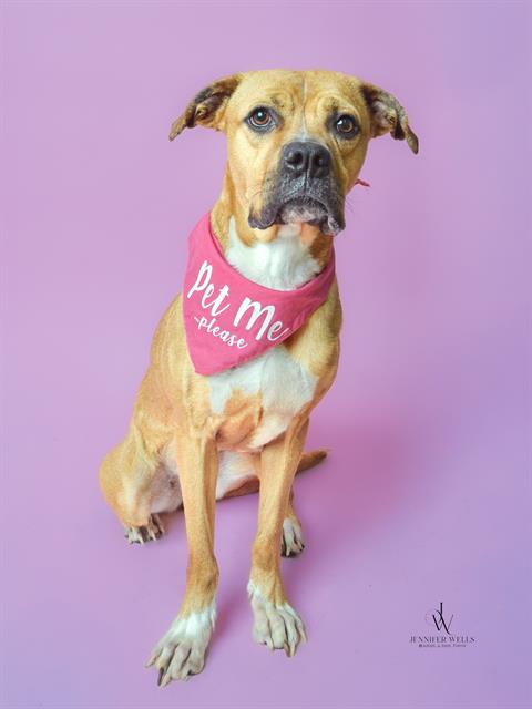 picture of the dog needing adoption
