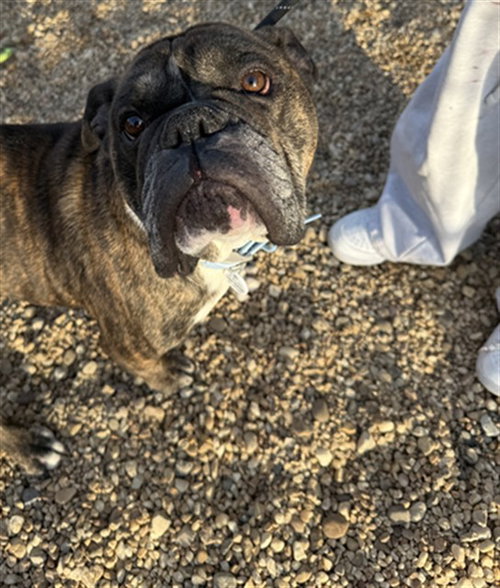 ASTRO, an adoptable English Bulldog in Forestville, MD