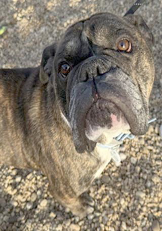 picture of the dog needing adoption