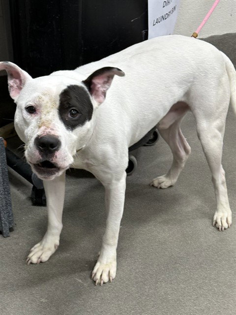 MALCOLM, an adoptable Pit Bull Terrier in Forestville, MD