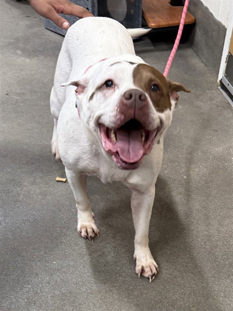 ROSE, an adoptable Pit Bull Terrier in Forestville, MD