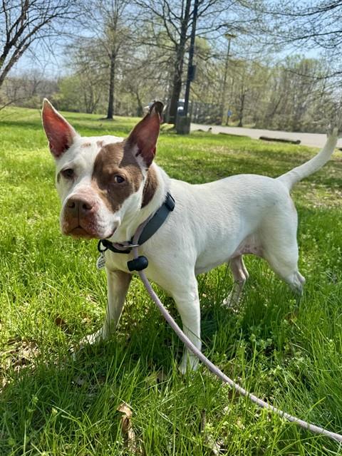 picture of the dog needing adoption