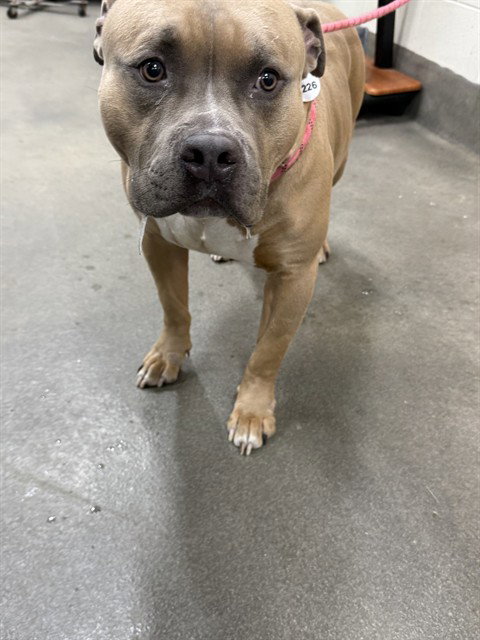 BUSS, an adoptable Pit Bull Terrier in Forestville, MD
