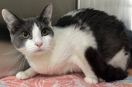 picture of the cat needing adoption