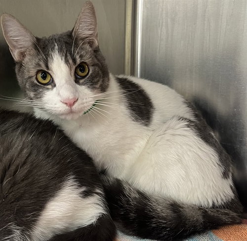 picture of the cat needing adoption