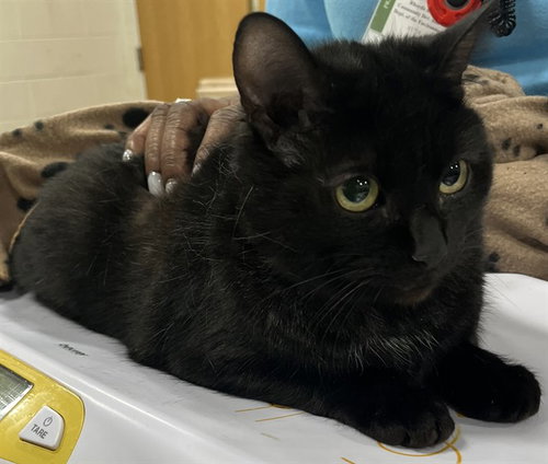 picture of the cat needing adoption