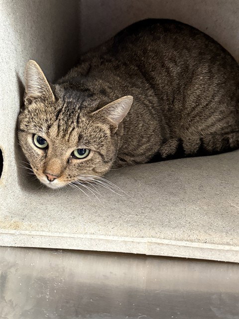 *STEVE, an adoptable Domestic Short Hair in Forestville, MD