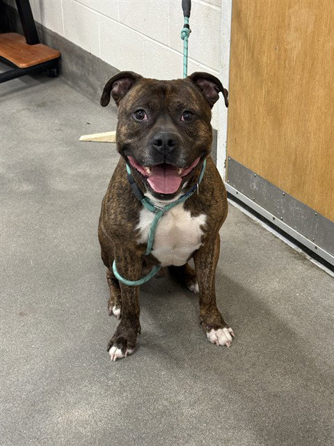 *CAINE, an adoptable Pit Bull Terrier in Forestville, MD