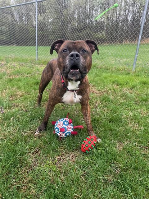 picture of the dog needing adoption