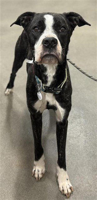MOCHA, an adoptable Presa Canario in Forestville, MD