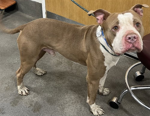 *STIRLING, an adoptable Pit Bull Terrier in Forestville, MD