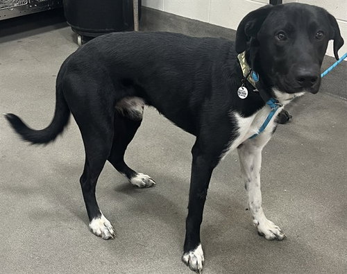*JACOB, an adoptable Labrador Retriever in Forestville, MD