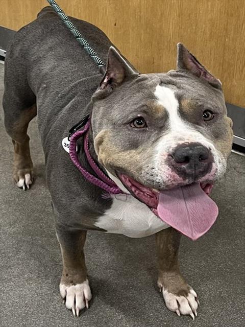 *LATTO, an adoptable Pit Bull Terrier in Forestville, MD