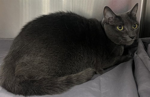 LEYAH, an adoptable Domestic Short Hair in Forestville, MD