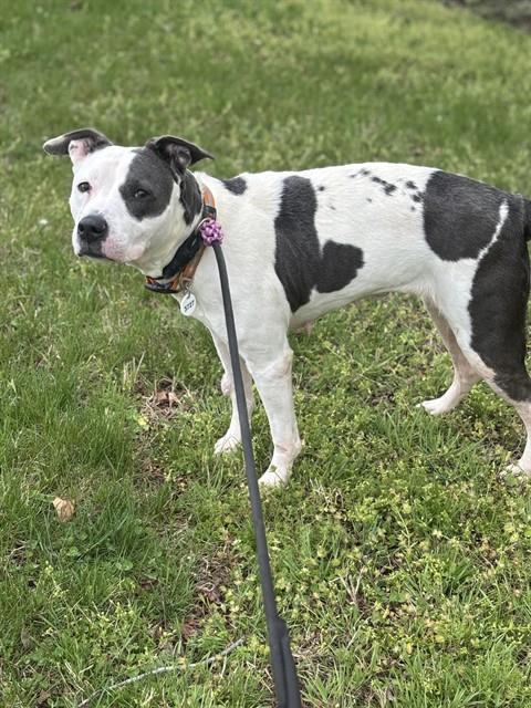 picture of the dog needing adoption