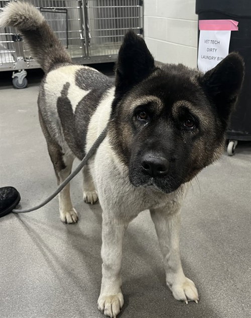 YOSHI, an adoptable Akita in Forestville, MD