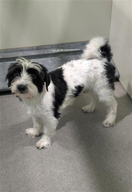 YOKIE, an adoptable Maltese in Forestville, MD