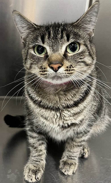 *TIGRESS, an adoptable Domestic Short Hair in Forestville, MD