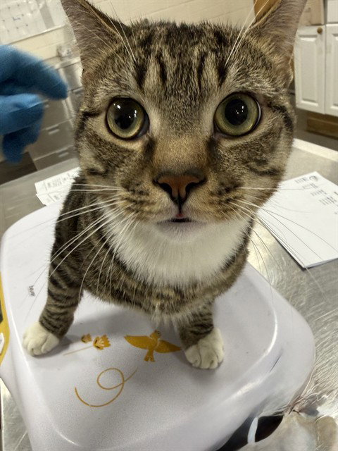 *FOREST, an adoptable Domestic Short Hair in Forestville, MD