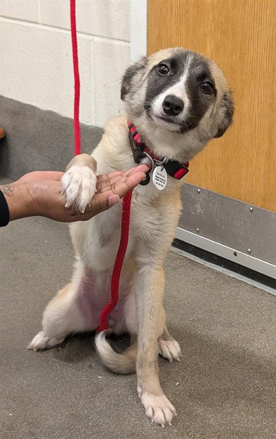 GIANNI, an adoptable Wirehaired Fox Terrier in Forestville, MD