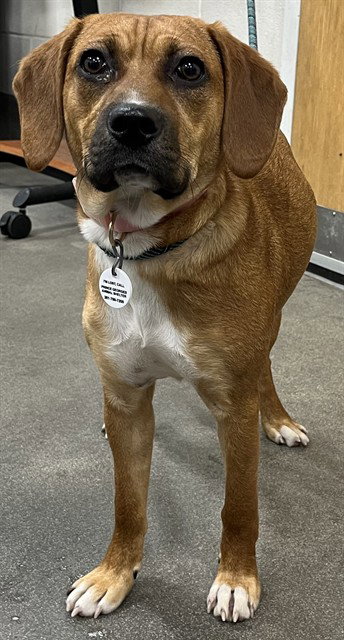 EVE, an adoptable Black Mouth Cur in Forestville, MD